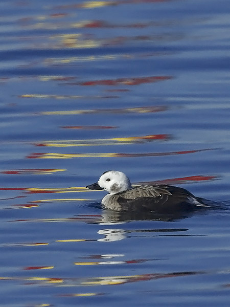 Alli, Long-tailed Duck, Clangula hyemalis